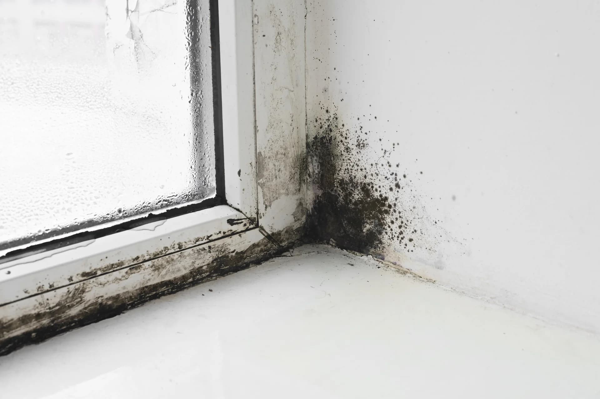 Professional mold remediation service in Charleston SC crawlspace